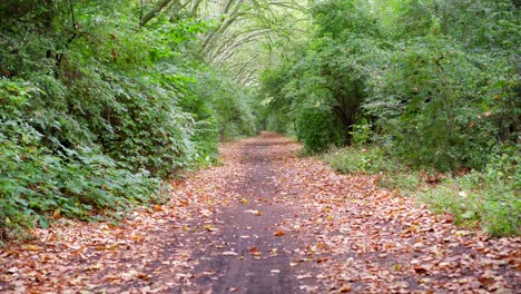camine lentamente por un camino de madera en un bosque verde con hojas marrones de otoño caídas en el suelo