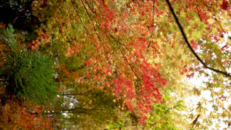 Beautiful autumn scenery showcasing red and golden leaves on delicate tree branches. slow motion