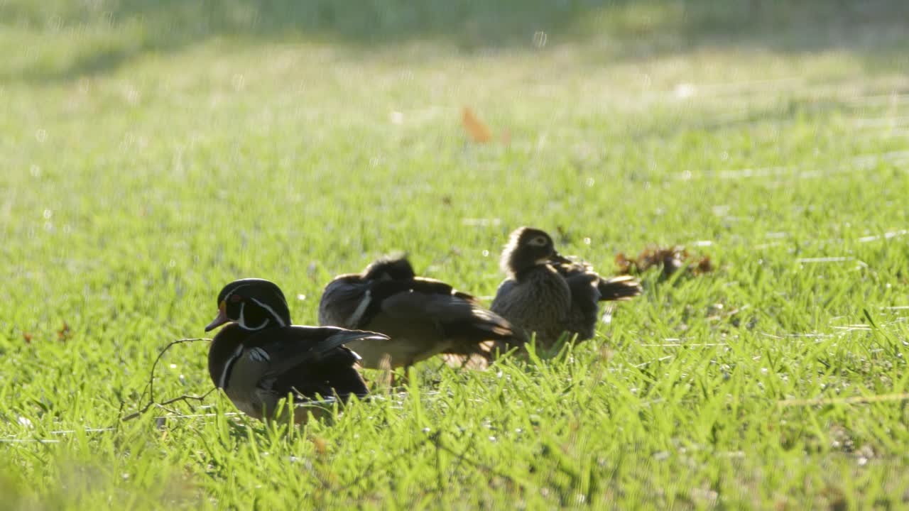 나무 오리 들 이 털 을 고 초록색 풀 에서 스스로 청소 하고 있다