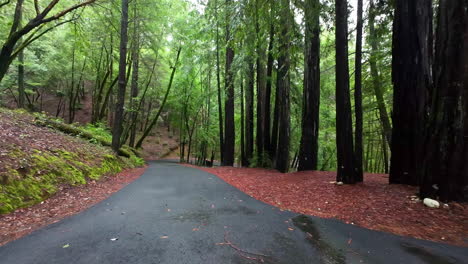 senderos pavimentados a lo largo de las sequoias en el monumento nacional muir woods en el condado de marin, california