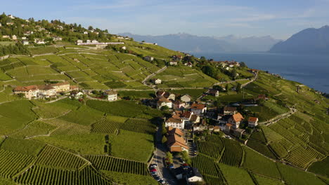 drone sobre un exuberante viñedo verde a orillas del lago de ginebra cerca del pueblo de aran en lavaux, suiza