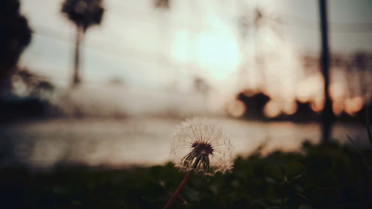 Close up of a dandelion in front of a soft sunset background, with warm tones and shallow depth of field