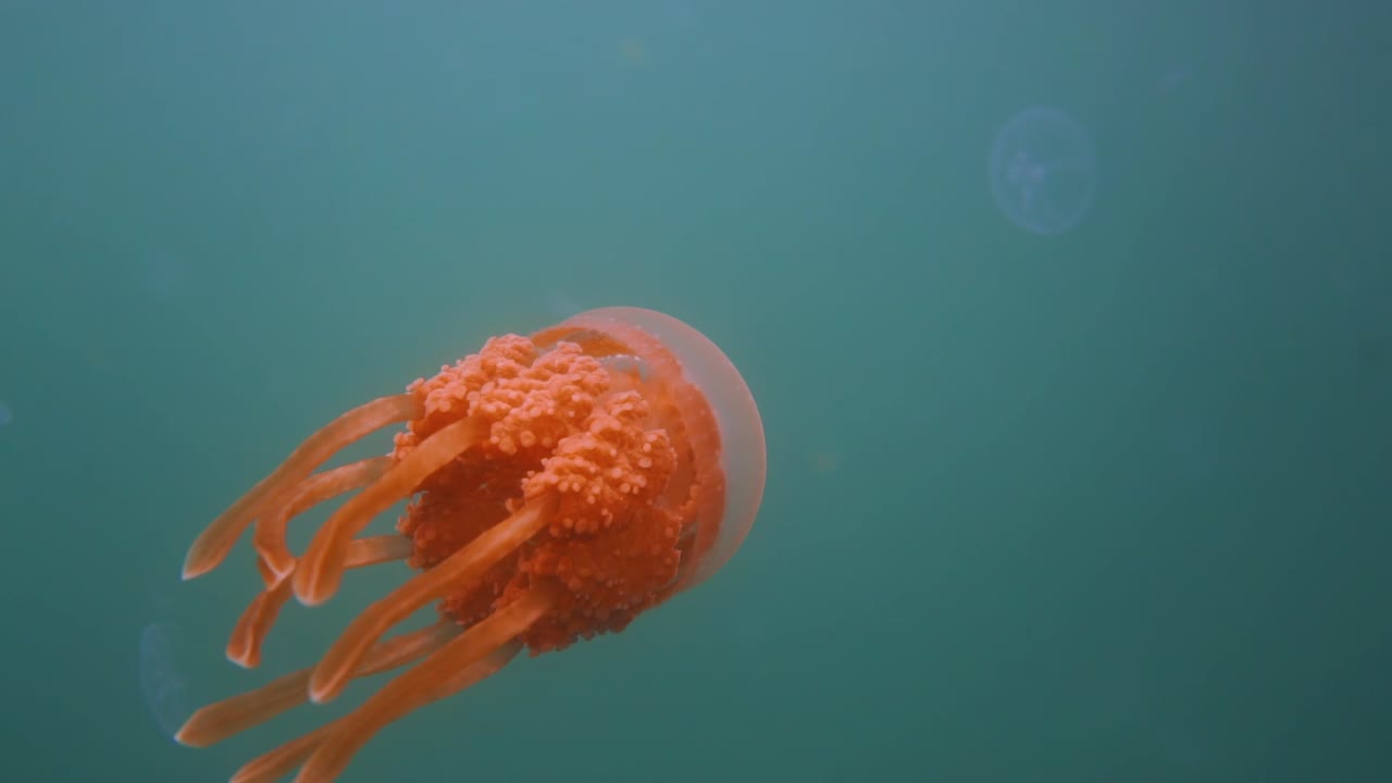 슬로우 모션으로 수영하는 오렌지 해파리의 클로즈업