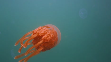 close-up on an orange jellyfish swimming in slow motion