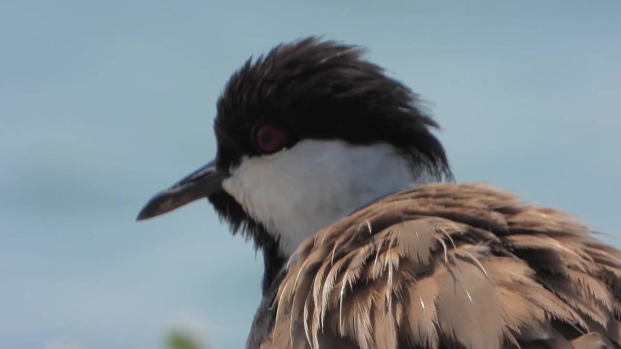 Close-up van een spoorwiekplevier bij het water