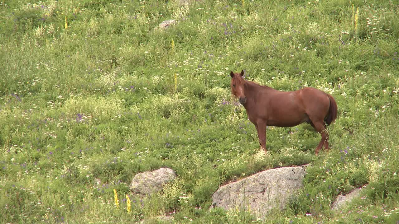 산속의 꽃이 만발한 초원에서 말꼬리를 휘두르는 아름다운 갈색 말