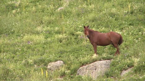 hermoso caballo marrón moviendo la cola de caballo en un prado florido en las montañas