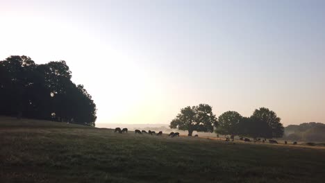 silhouette of a herd of red deer grazing in the early morning low sunlight