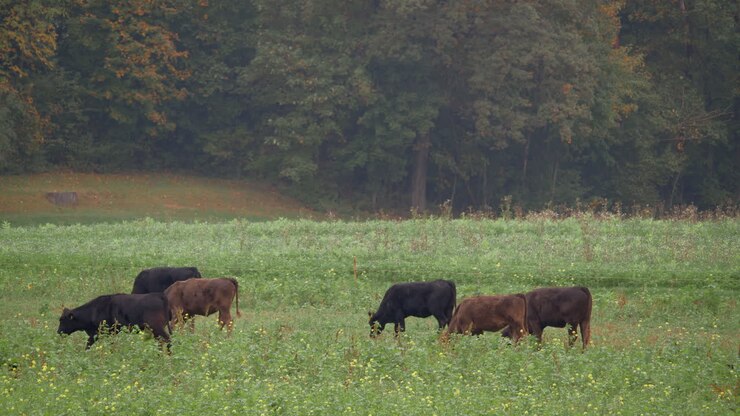Herd of cows in the meadow