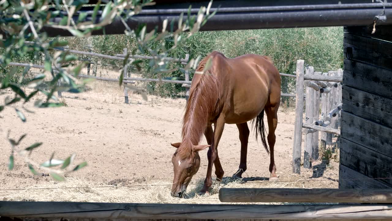 hermoso caballo elegante comiendo hierba en el rancho