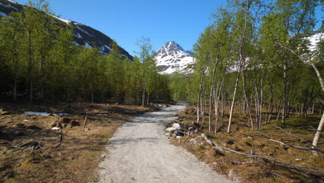hiker walking on a gravel trail, in middle of snowy mountain peaks , blue sky, on a bright, sunny, summer day, in the lyngen alps, north norway