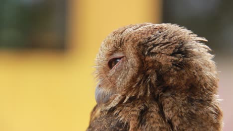 un primer plano de un pequeño y lindo búho mascota