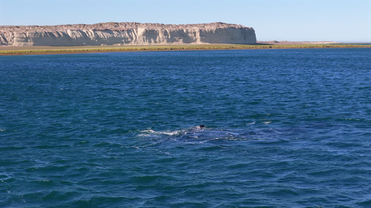 Aerial view of southern right whale in pristine coastal waters of Patagonia. Adventure ecotourism