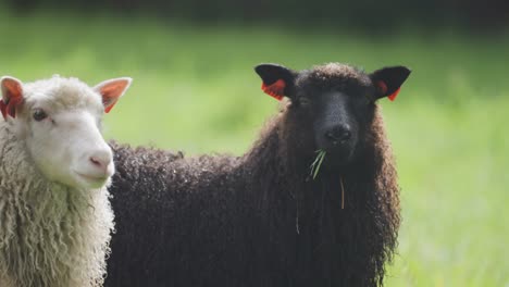 a close-up shot of two cute and curious sheep, black and white, graze on the lush green meadow