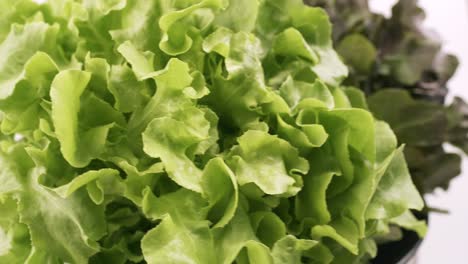 green oak and red oak fresh lettuce planted in the hydroponics style is beautifully placed and slowly rotating