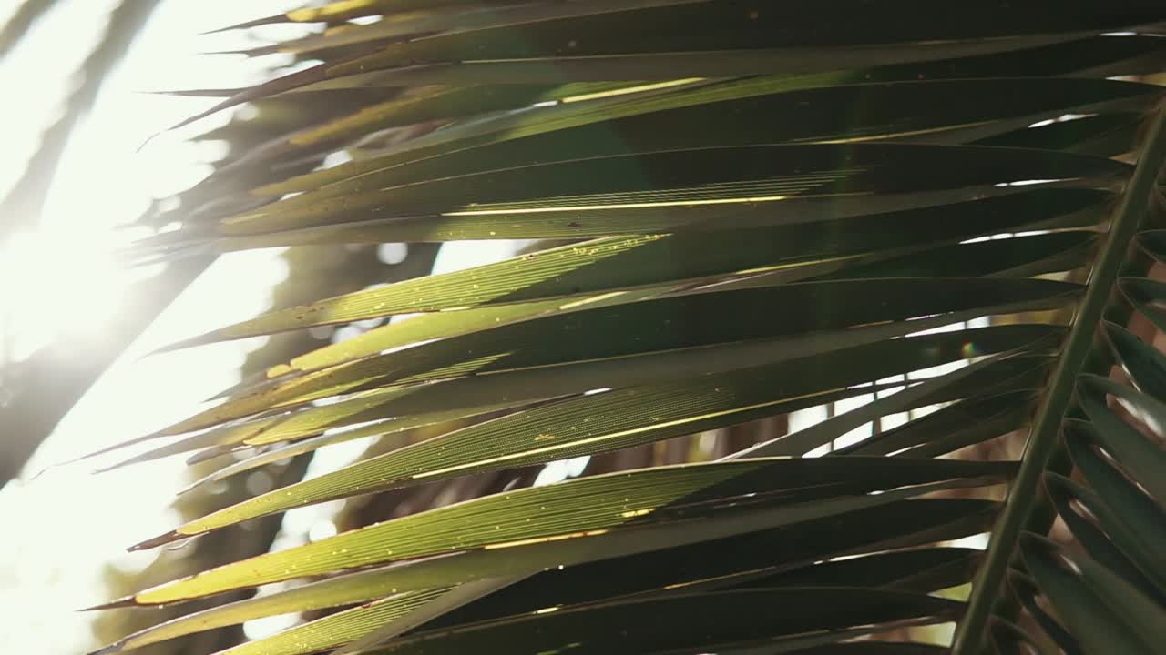 hojas de palma a la luz del sol