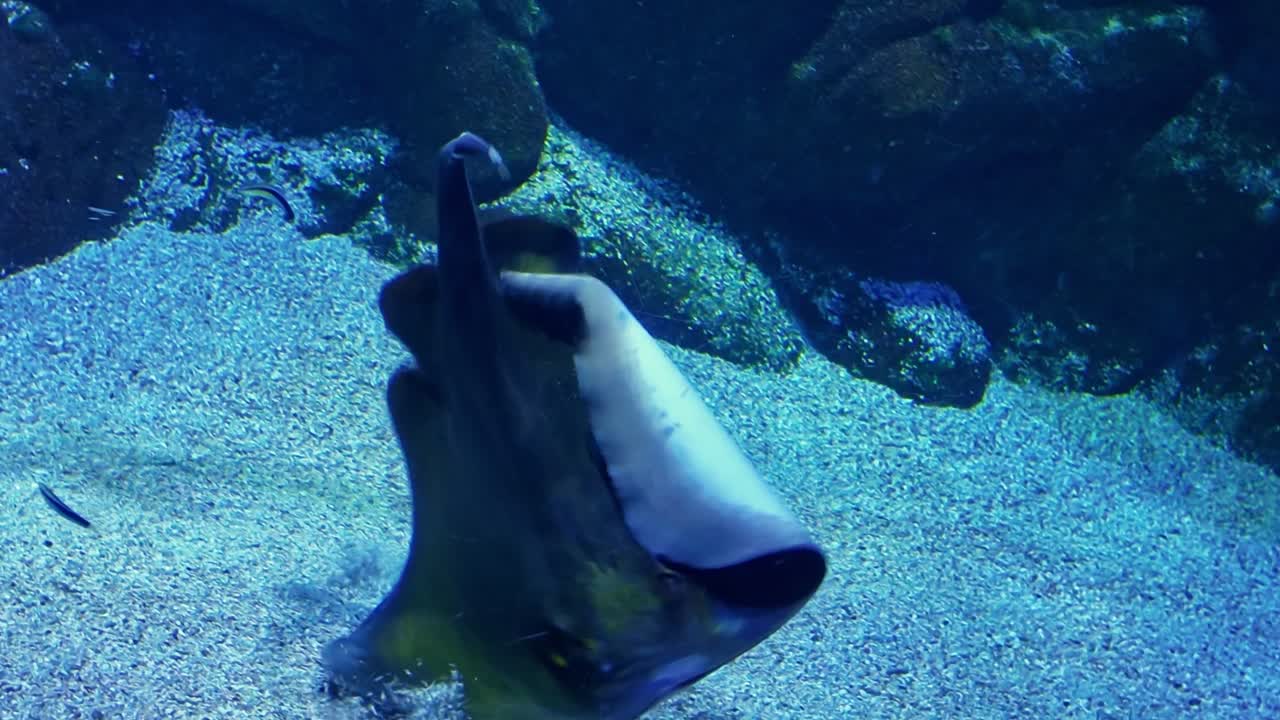 Stingray swimming gracefully and giving a great attraction for visitors in a blue aquarium tank