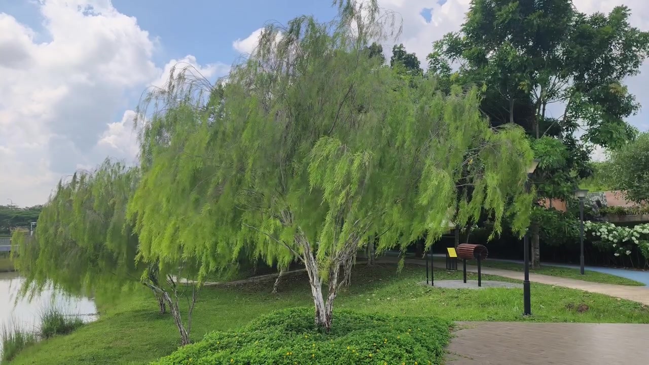 A beautiful weeping willow tree, scientifically known as Salix babylonica, stands gracefully. Its long, slender branches droop elegantly toward the ground. The green leaves sway gently in the breeze.