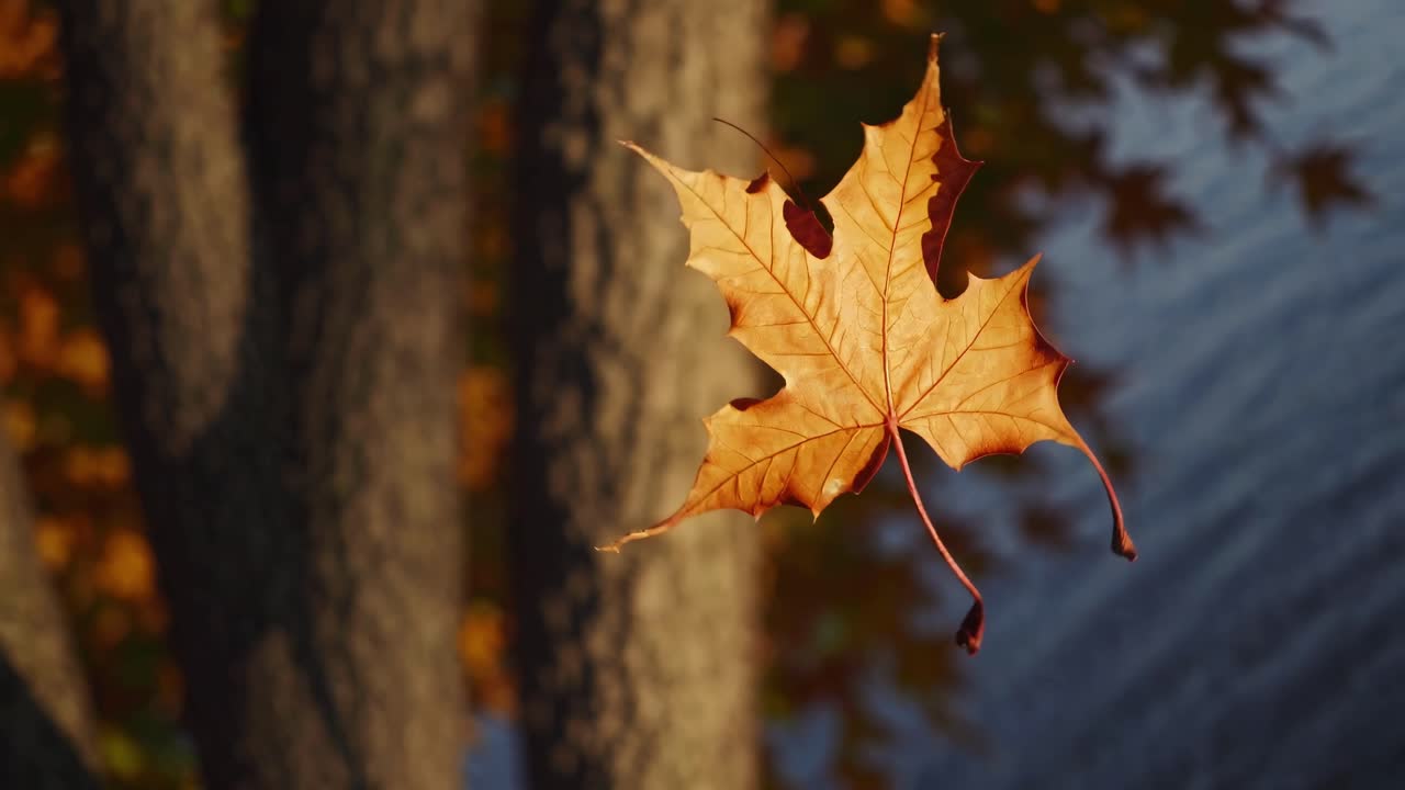 Close-up video of a single autumn leaf suspended mid-air, captured from a high angle, with a blurred