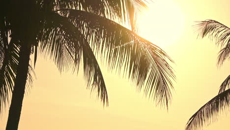 Serene-Tropical-Scenery,-Evening-Sun-Rays-Goes-Through-Coconut-Trees