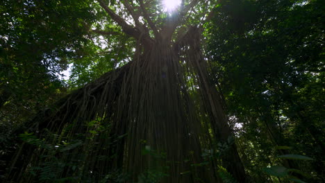 Curtain-fig-tree-in-Queensland,-Australia