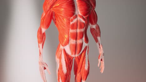 3d animation of human muscular system anatomy