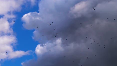 una bandada de cuervos negros dando vueltas en el cielo azul profundo con nubes de tormenta oscuras