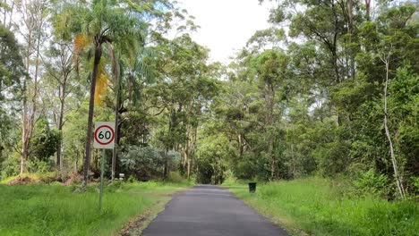 a peaceful drive along a forested road