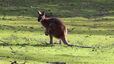 Canguro-Joven-Comiendo-Hierba-Y-Orinando-En-El-Parque-Cave-Beach-En-Jervis-Bay-Australia,-Tiro-De-Mano-Estable