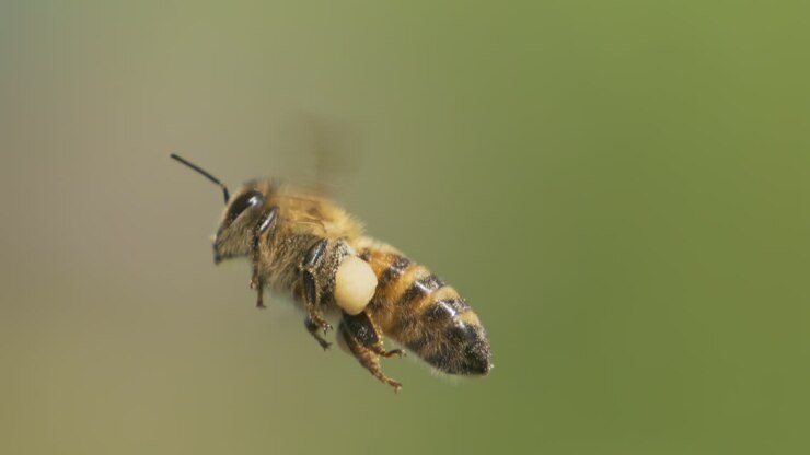 Honey bee fly in a super slow motion. Shot on super slow motion camera 1600 fps. Bees are best known to humans for their ecological roles as pollinators