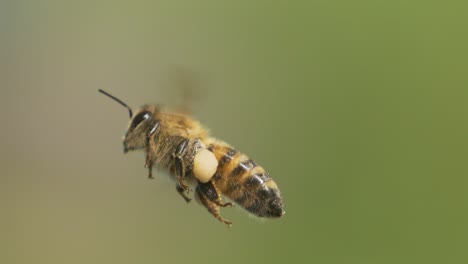 honey bee fly in a super slow motion. shot on super slow motion camera 1600 fps. bees are best known to humans for their ecological roles as pollinators