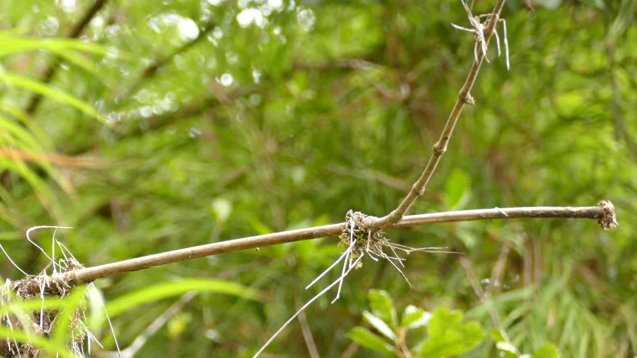 Pheobe bird flycatcher taking flight and then returning to a branch in the middle of the palm trees in Costa Rica