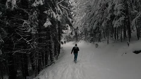 one young man in snowy landscape with trees and snow