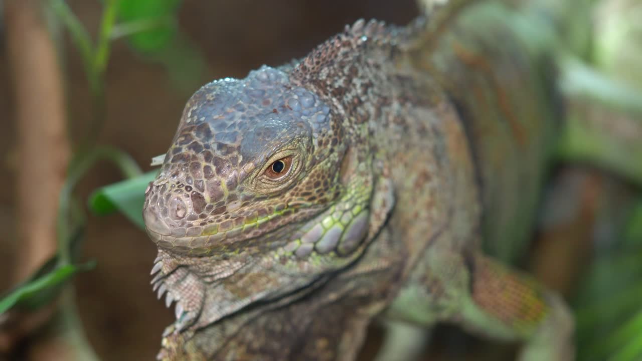 Iguana close-up
