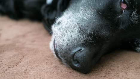 a close-up view of a sleeping senior black dog as it lies on a home floor