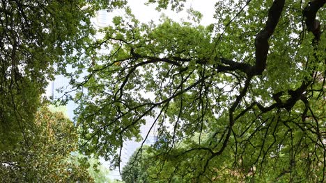 walking path under leafy trees in melbourne