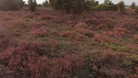 low vantage aerial visual of a patch of dutch typical moorland with heather after a dry summer with a curve to the right at the end