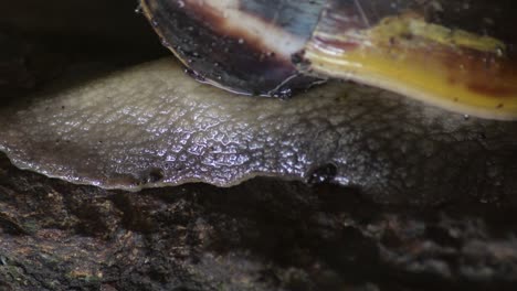 detail of body of giant snail crawling - achatina fulica