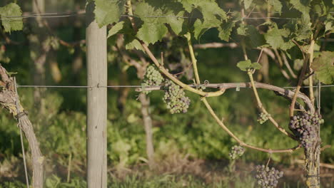 a close up dolly shot of grapevines during sunrise