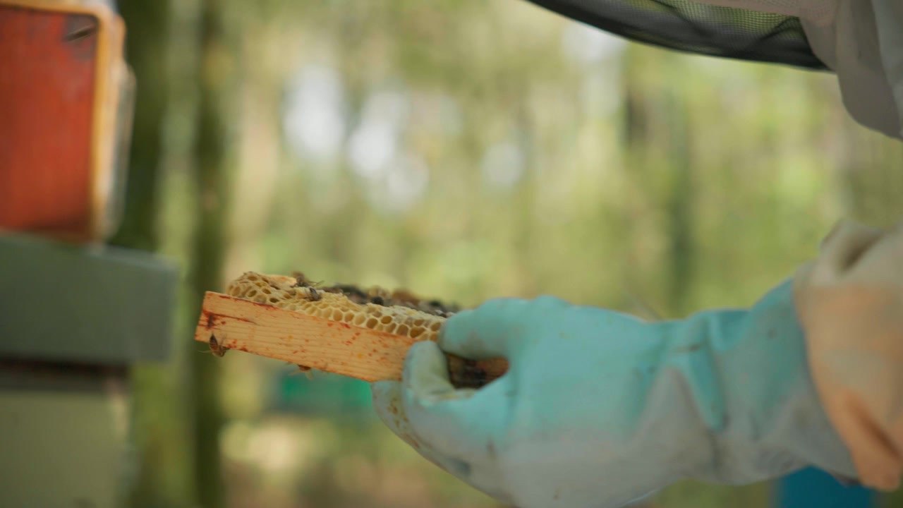 A beekeeper wearing protective gloves examines a small fragment of honeycomb covered with live bees against a blurred green background. Close up.