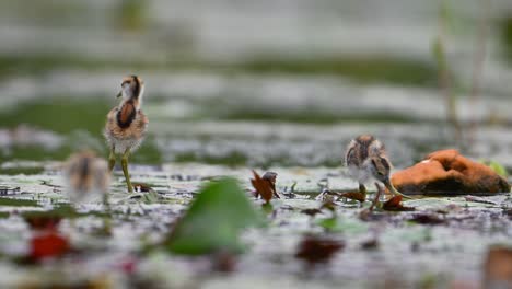 Chicks-of-Pheasant-tailed-jacana---Close-up-in-Morning-on-Floating-leaf-of-Water-lily