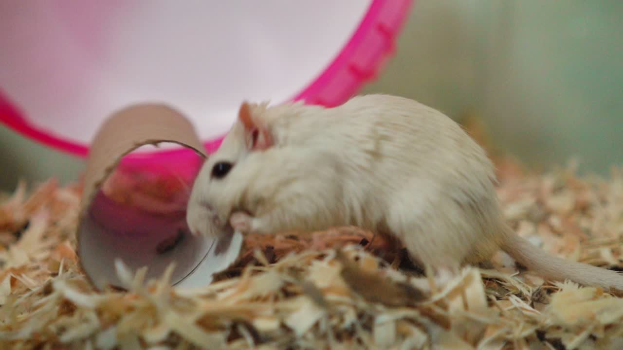 귀여운 햄스터가 우리 안의 바퀴 앞에서 티슈 롤을 물었습니다.
