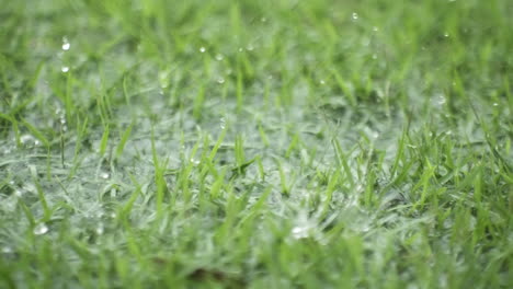 super camera slow motion rain drops falling in the grass 4k at 500 fps