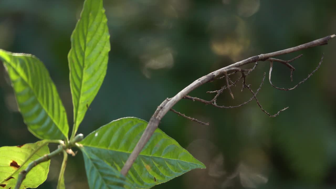 un pájaro multicolor el empavesado pintado macho en un bosque 1