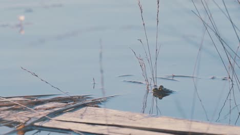 frog peeking out of the water, looking camouflaged