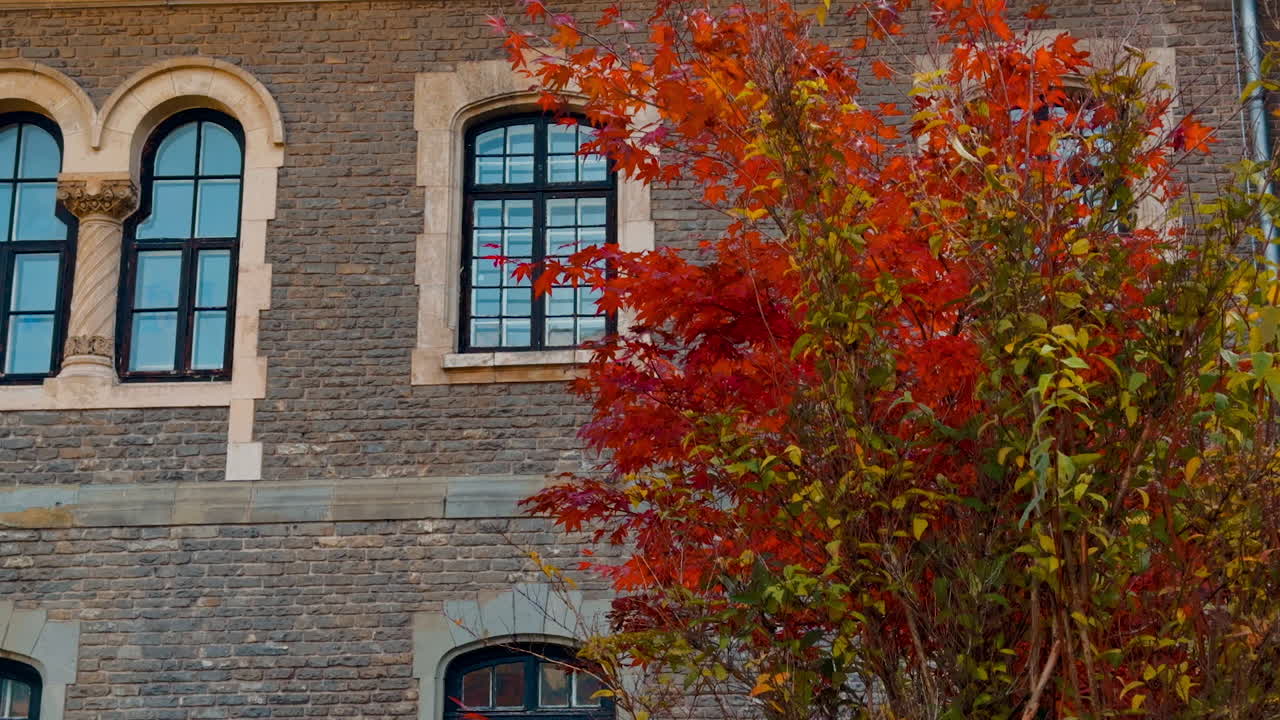 Colorful red and green tree growing near the old-fashioned mansion. Interior of the brick building with arched windows.
