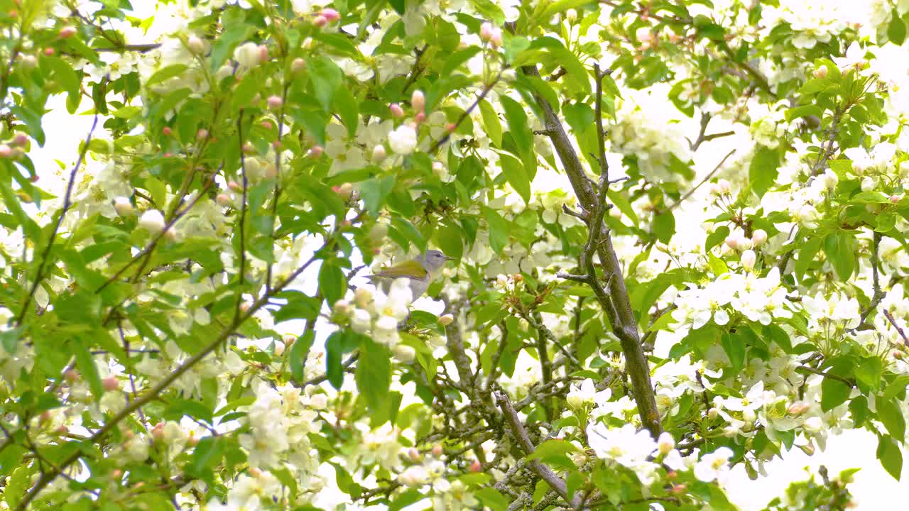 White cherry blossom tree flowers in spring bloom vegetations, green nature