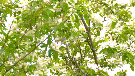 white cherry blossom tree flowers in spring bloom vegetations, green nature