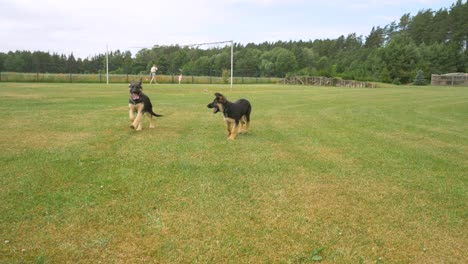 dos perros jóvenes jugando unos con otros mordiéndose amigablemente, mientras que la madre y el más valiente disfrutan de su patio trasero