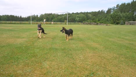 two young dogs playing with each other friendly biting, while mother and doughtier enjoying they backyard